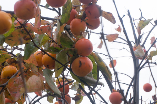 オーベルジュコート星田7丁目Ⅸ期-40