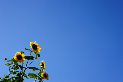 20100901himawari1
