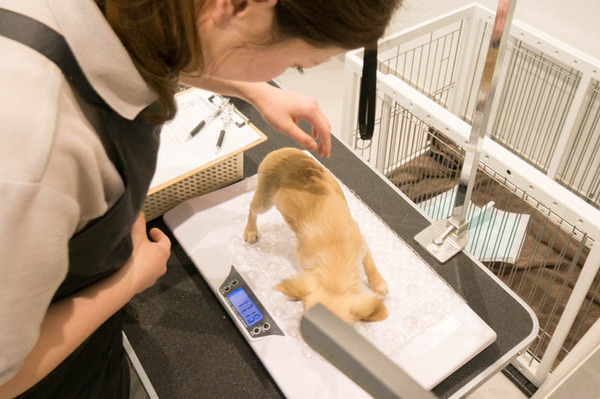 グリーンドッグ-17040691