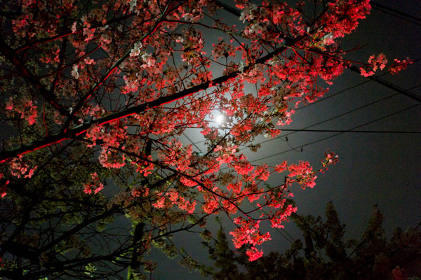 桜-1803311