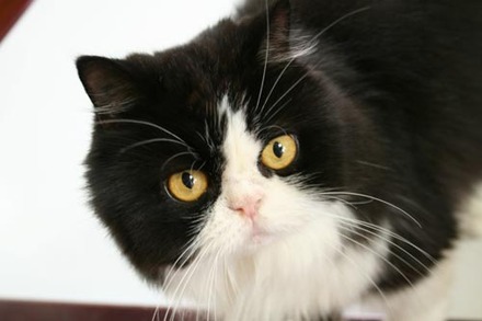 pippi_01