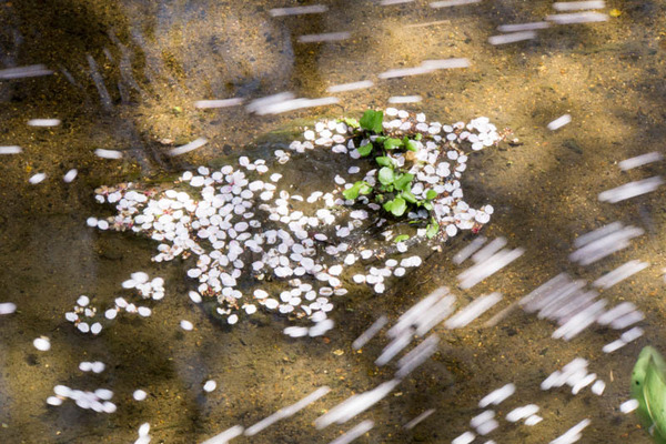 桜-1704131