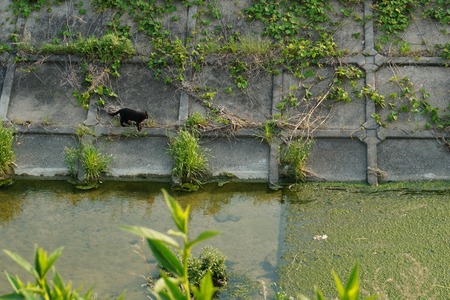 船橋川130506165729