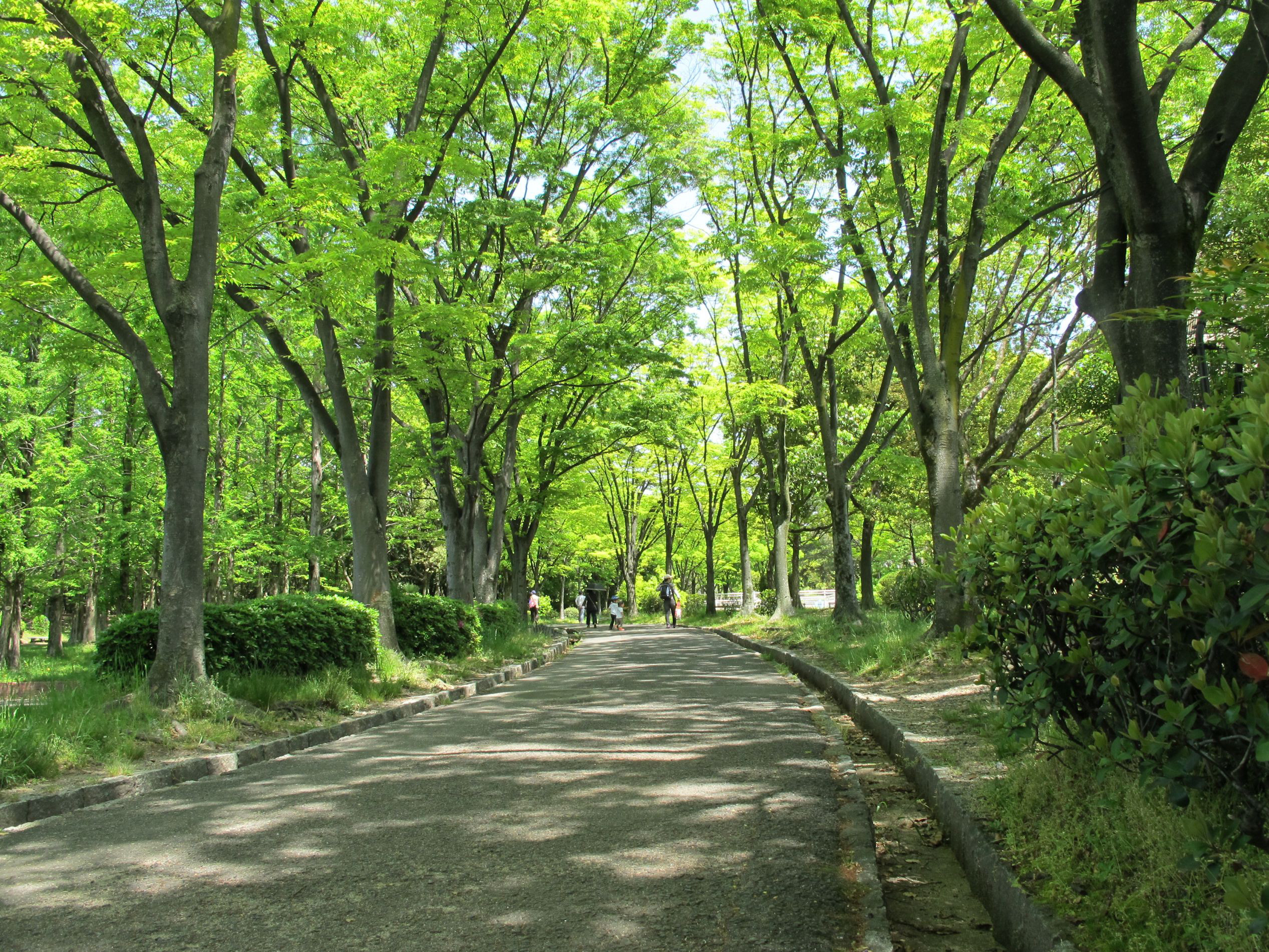 楠葉東公園の新緑03