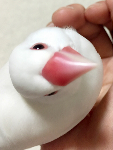 おかゆ-1