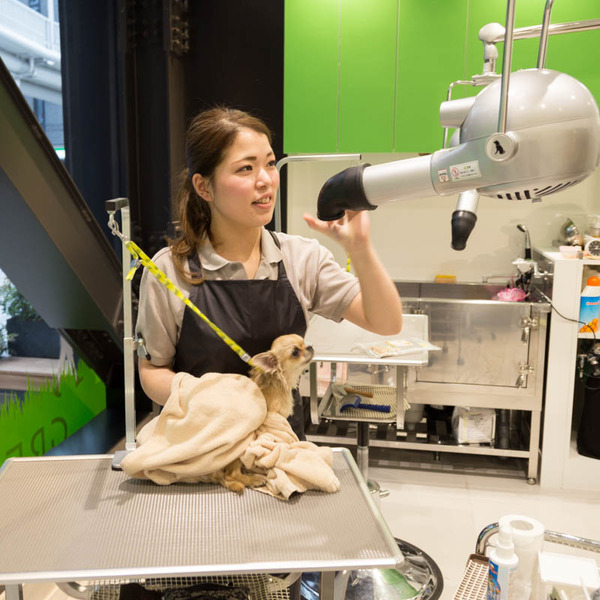 グリーンドッグ-17040643