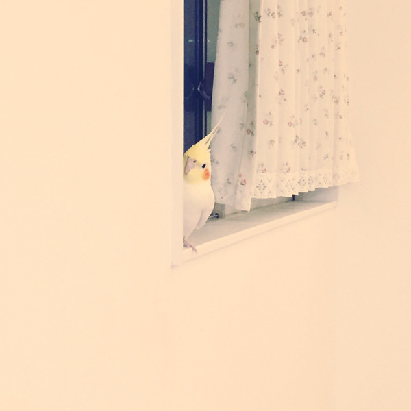 ぴーすけ3