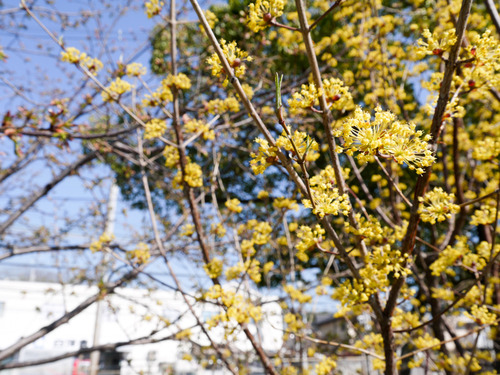 南中振公園-15032630