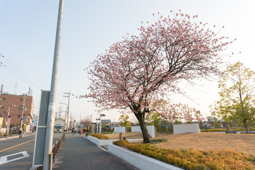 桜2015-41