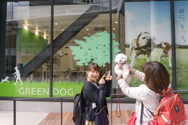 GREENDOG-4