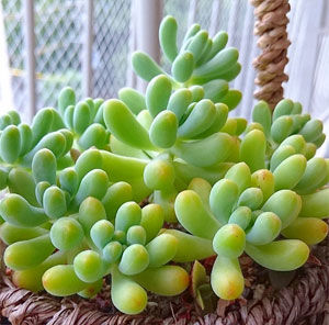 多肉植物2