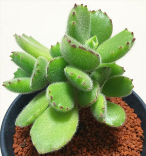 多肉植物4