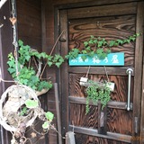 IMG_8806