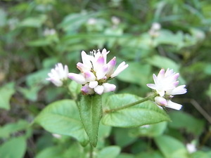 RIMG0019