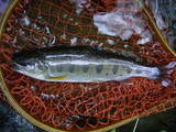 habahiroamago