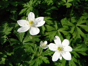 DSCF0175