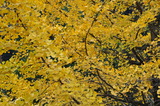 DSC_3433