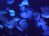 Dscf8655