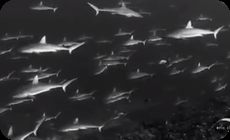 サメのモノクロ映像