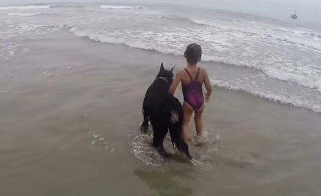 海で少女を守るイヌ