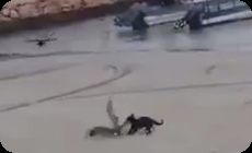 ネコがウミネコカモメを捕食する