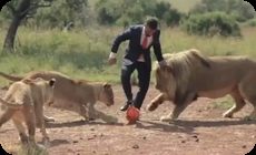 ライオンとサッカー