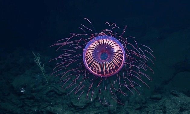 深海の目玉クラゲ