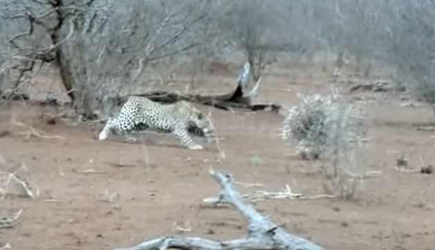 ヒョウとヤマアラシの対決