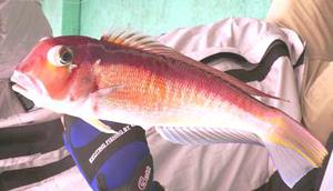 熱海でアマダイ・カサゴ・釣り船で釣った!画像 (1)