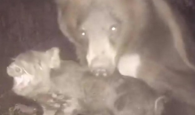 クマが豚を捕らえる定点カメラ