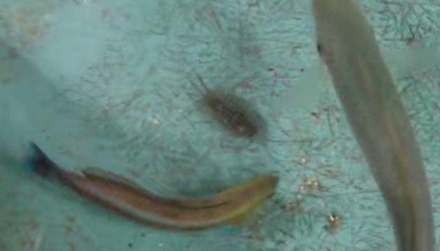 フナムシを食べる魚