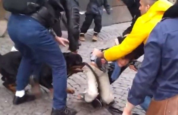 スウェーデンで犬が子供を襲う