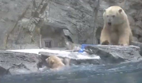 我が子の危機に助けに来る母熊シロクマ