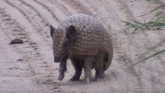 アルマジロが丸くなるところ