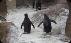ペンギンが蝶を追いかける
