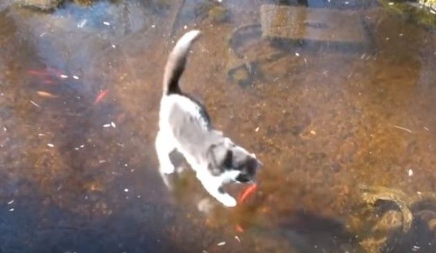 凍った池の下を泳ぐ魚を取るネコ