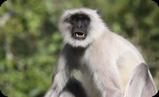 動物アテレコ