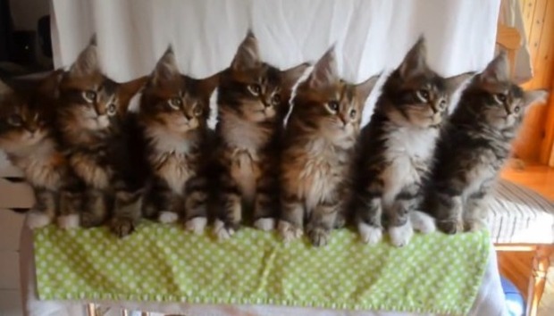 ７匹の猫の首ふり