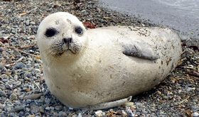 江の島近くで保護したアザラシ、死ぬ (1)