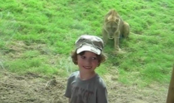 動物園での子供と動物のコンピレーション