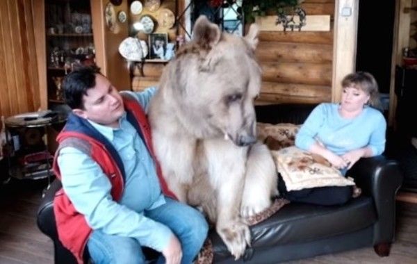 ロシアのクマ飼い