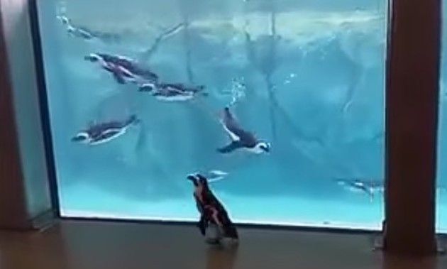 ペンギンを眺めるペンギン
