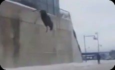 ムースの飛び降り自殺