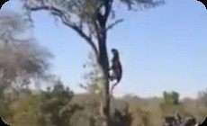ヒョウが木に登って子供を守る