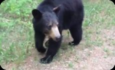 クマに追跡されるジョガー