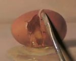 卵が割れる絵を描く動画