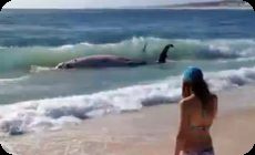 波打ち際に打ち上げられるクジラに喰らい付くサメ (1)