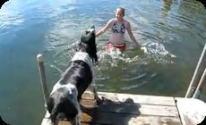 水に飛び込む決断を迫られる犬