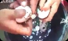 ワニの卵の殻を剥く人たち