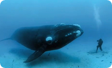 The BIG kissクジラの大きさ